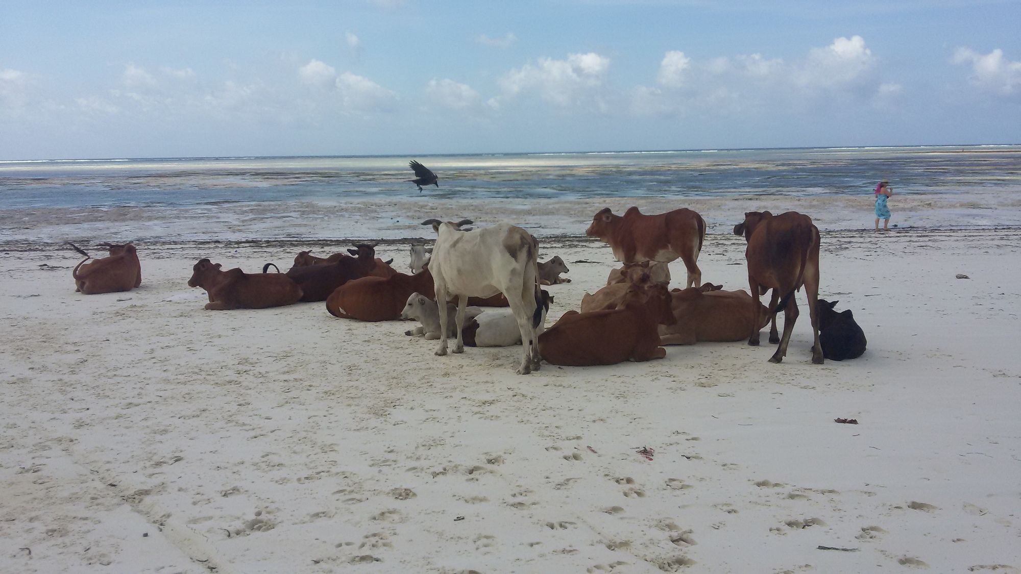 African Sun Sand Sea Beach Resort & Spa Bwejuu Buitenkant foto